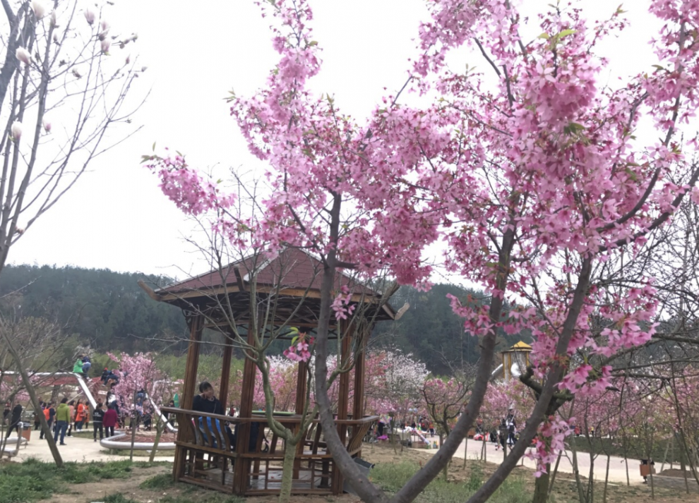 樱花谷1