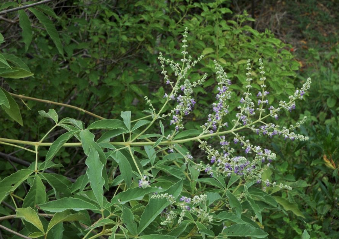 黄荆树